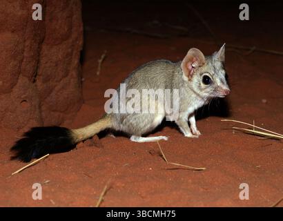 Kowari or Brush Tailed Marsupial Rat, dasyuroides byrnei, Small ...