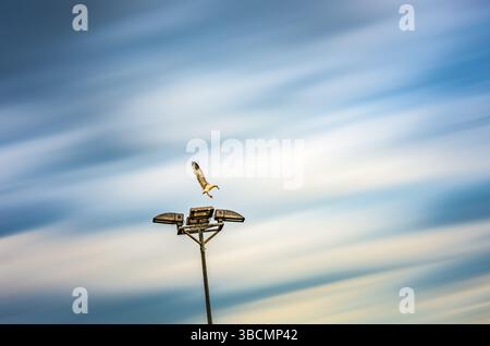 Seagull landing on street lamp against dramatic cloudy sky in Lisbon, Portugal. Urban wildlife and city lighting infrastructure. Stock Photo