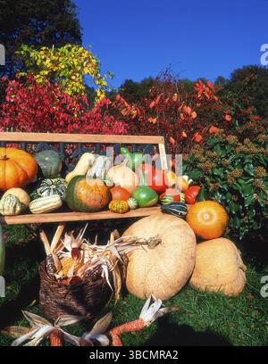 Different kind of Pumpkins and Corncobs, Different kinds of pumpkins and corncobs (Zea mays) Maize, Corn, ornamental pumpkin, garden pumpkin (Cucurbit Stock Photo