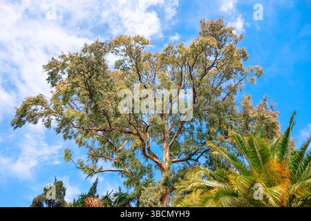 Sunlight filters through the canopy of tropical tree, casting dappled shadows on the surrounding foliage. Eucalyptus tree stands tall against a clear Stock Photo