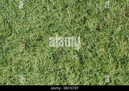 Close up textured background of green artificial grass Stock Photo