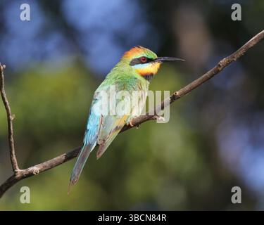 Rainbow bee-eater bird sitting on a tree branch Stock Photo
