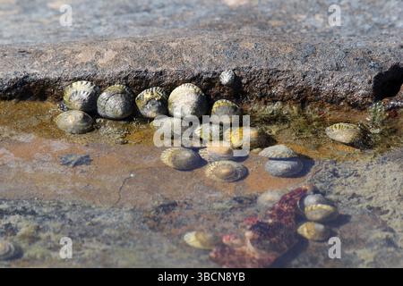 Striped-mouth conniwinks sea snails in a rock pool at a beach Stock Photo