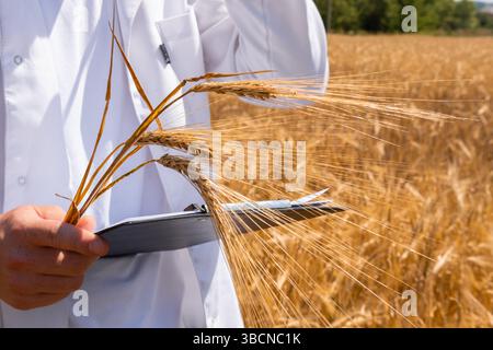 Agricultural scientist is deeply engrossed in taking notes while conducting a thorough examination of wheat crop in a sprawling field. Stock Photo