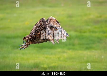 Female Eurasian Eagle Owl on her relaxed perch Stock Photo