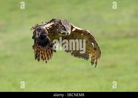 Female eagle owl in flight over green spring fields Stock Photo