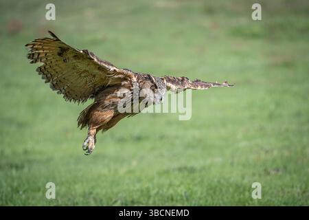 Female eagle owl in flight over green spring fields Stock Photo