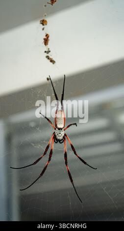close-up portrait from spider in my home, hanging on its web with a ceiling background Stock Photo