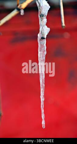 icicle hanging on a twig on red background. Stock Photo