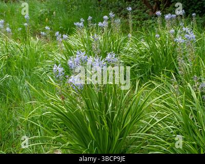 Large camas, Camassia leichtlinii, flowering in a meadow Stock Photo