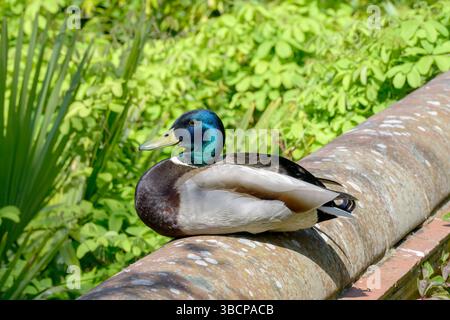 Mallard Duck (Anas platyrhynchos) drake (male) sitting on a wall. May, Kent, UK Stock Photo