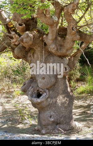 lacewood, Oriental plane (Platanus orientalis), Trunk of an old oriental plane tree, Croatia Stock Photo