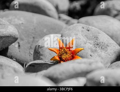 one pomegranate blossom on the ground. Low angle and close up capture. Stock Photo
