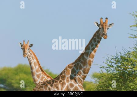 Angolan giraffe, Smoky giraffe, southern giraffe, Two-horned giraffe, Namibian giraffe (Giraffa camelopardalis angolensis, Giraffa giraffa angolensis) Stock Photo