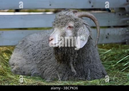 Woolly goats on the farm Stock Photo