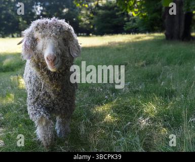 Woolly goats on the farm Stock Photo