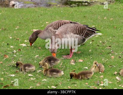 Greylag Geese and chicks grazing on a grass covered lakeside Stock Photo