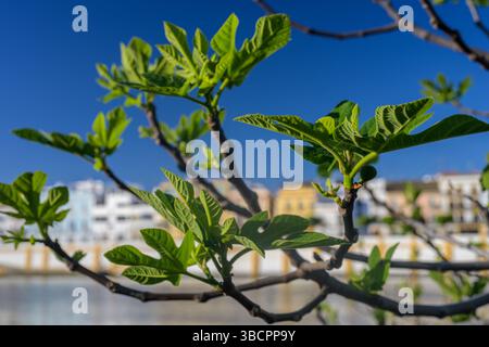 Figs are ripening on a tree along the Guadalquivir River, showcasing Triana's vibrant architecture in the background. Stock Photo