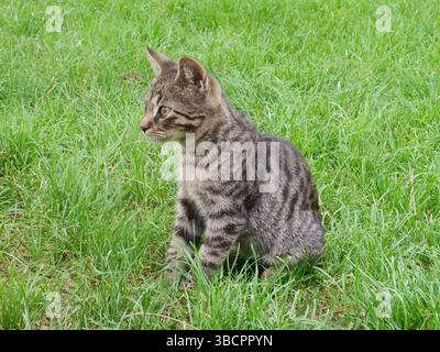 Tabby Cat Sitting on Green Lawn in Sunny Outdoor Setting Stock Photo