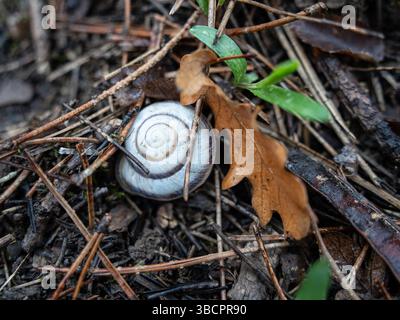 A snail lies in the wet ground of pine branches and next to it there is a small green sprout Stock Photo