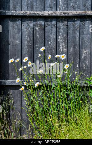 Oxeye daisies, Leucanthemum vulgare, growing in a Norfolk garden. Stock Photo