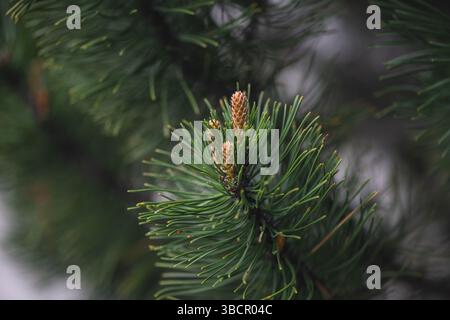 New pine cones are emerging on a branch of an evergreen tree, signaling the arrival of spring and the renewal of life in a serene natural setting Stock Photo