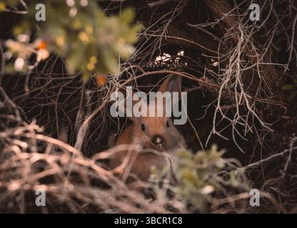 Young wild rabbit (Oryctolagus cuniculus) partially hidden and peering out from dense, dry branches and foliage. The small mammal is camouflaged. Stock Photo