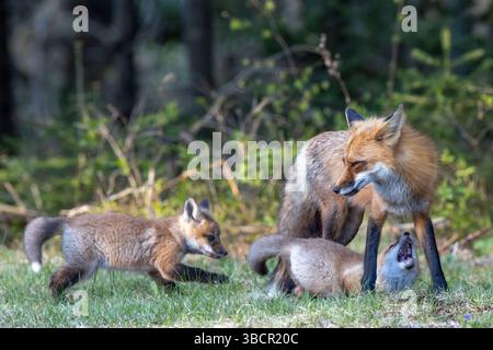 Fox cubs (kits) play at dusk outside Algonquin Provincial Park, Canada Stock Photo