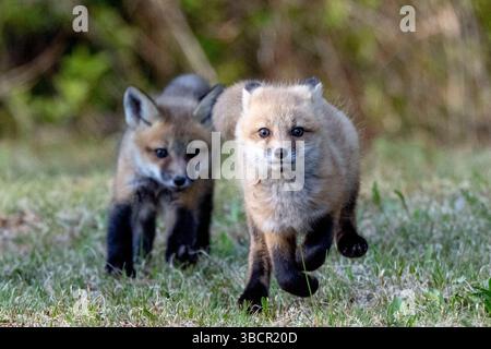 Fox cubs (kits) play at dusk outside Algonquin Provincial Park, Canada Stock Photo