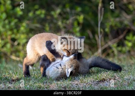 Fox cubs (kits) play at dusk outside Algonquin Provincial Park, Canada Stock Photo