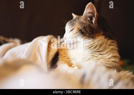 Sleeping cat under the blanket Stock Photo