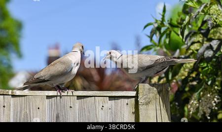 Pair of Collared Doves Streptopelia Decaocto on an urban garden fence in Brighton UK May 2025 Stock Photo