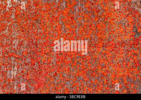 Vivid close-up of a rusted metal surface with intense orange and red corrosion textures, ideal for industrial, grunge, or abstract backgrounds Stock Photo