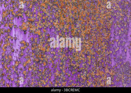 Close-up of a corroded purple-painted metal surface with heavy orange rust, creating a vibrant and textured industrial background. Stock Photo