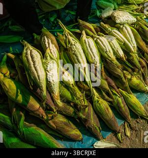 Freshly harvested corn displayed in local market Stock Photo