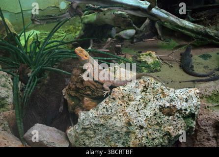 Bearded dragon lizard rests on a rock in a naturalistic terrarium setting, surrounded by stones, sand, and tropical vegetation. Earthy brown tones. Stock Photo