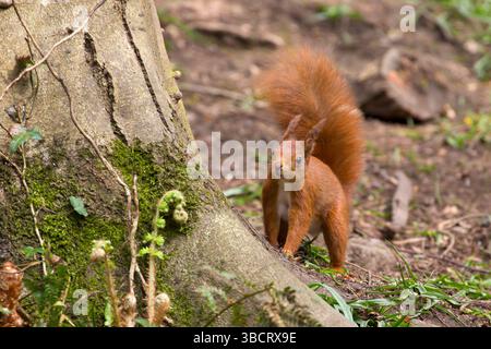 Close up of a curious, wild, British red squirrel (Sciurus vulgaris) isolated in woodland on all fours, big bushy tail in the air, near base of tree. Stock Photo