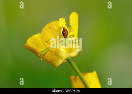 Green crab spider (Diaea dorsata) female on a yellow buttercup flower Stock Photo