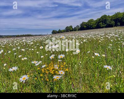 Oxeye Daisies in flower at Bury Hill Meadows. Andover, Hampshire, England. Stock Photo