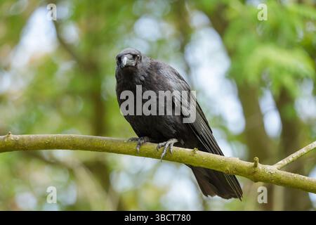 Front view of a carrion crow (Corvus corone) on a branch in a green wooded area in the Netherlands, taken in spring 2025 Stock Photo