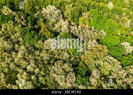 A deciduous forest in spring seen from above Stock Photo