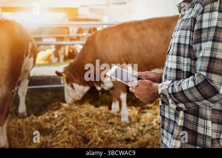 Male farmer using digital tablet to checking cows on modern livestock farm Stock Photo