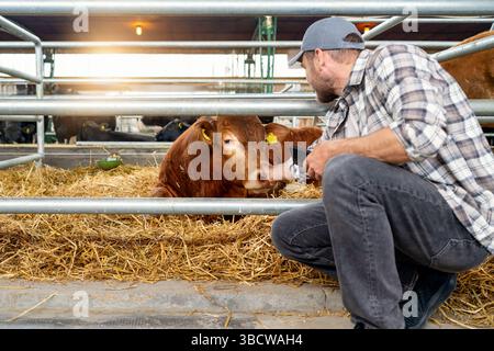 Male farmer inspecting cattle on livestock farm Stock Photo
