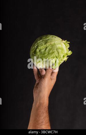 A man's hand holds a fresh, green head of iceberg lettuce, displaying its compact, leafy structure. The backdrop is a dark canvas, accentuating the vi Stock Photo