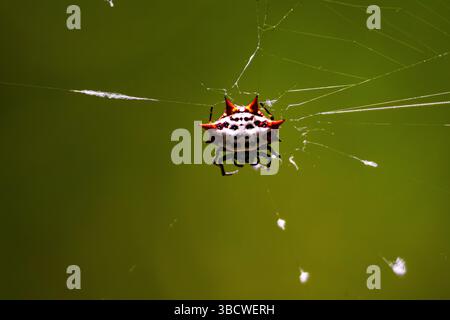 Close-up of a red spiny-backed spider. In this photo, one can see the contrast between the red spines and the black and white body of the spider Stock Photo