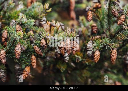 Fir tree with pine cones. Green branches and brown cones. Natural forest background. Winter holiday decoration. Evergreen plant close-up. Stock Photo