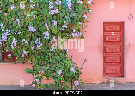 Cuba, Cienfuegos. Street scenes and old buildings and doors. Bougainvillea vines growing on wall. Stock Photo