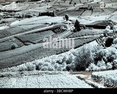 Italy, Pedemonte, Langhe, Barolo. Vineyards. Stock Photo