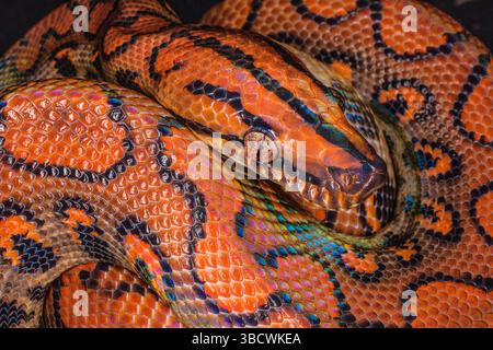 South America. Brazilian rainbow boa constrictor close-up. Stock Photo