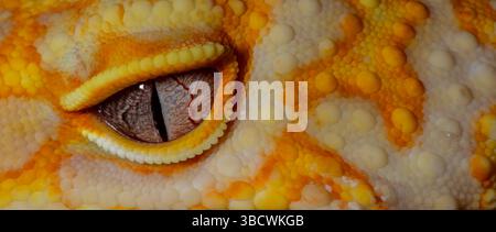 Leopard gecko (Albino). Stock Photo